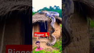 big anaconda snake 🤔🐍🐍 short viral video  trending short reels  chhabilalvlogs  snake 🐍🐍 [upl. by Buffy]