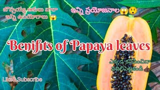 Shocking benefits of Papaya leaves🌿 Dont forget to subscribe for more healthy content 🫴🫶 [upl. by Shanahan499]