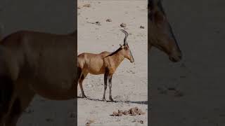 hartebeest [upl. by Hsevahb]