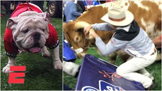 Bevo charges Uga at 2019 Sugar Bowl  College Football Highlights [upl. by Crescantia826]