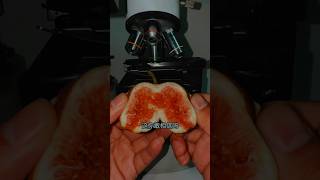 Injeer under microscopescience shorts ytshort chinesfood123 [upl. by Tacita358]