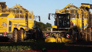 Ropa  Fendt  Claas  Zuckerrübenernte  Sugar Beet Harvest 2024 [upl. by Lahcsap62]