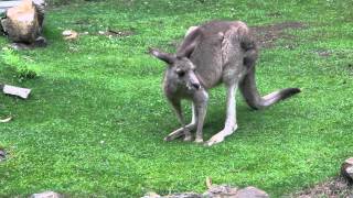 M r rufogriseus Desmarest 1817  Bennetts wallaby [upl. by Pelletier]