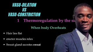 Homeostasis Vasodilation Vs Vasoconstriction [upl. by Yebloc]