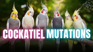 Learn how to recognize your cockatiels mutation now easily [upl. by Lennod]