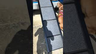 Extra Wide Dog Ramp Perfect for Large Dogs on the Go [upl. by Noid]