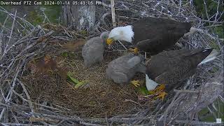 Captiva Eagle Cam 14012024 1732 [upl. by Tatman11]