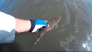 Flathead fishing with soft plastic lures at Cabbage Tree Creek shorncliffe [upl. by Awra]