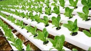 Hydroponic Gardening  Grow Organic Plants Fast [upl. by Nylissej698]