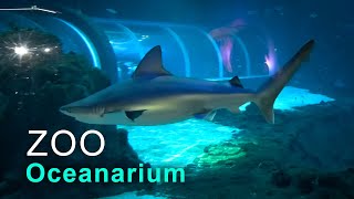 ZOO oceanarium Lodz Poland [upl. by Owen]