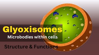 Glyoxysomes Glyoxysomes structure and function  Glyoxysomes class 11 [upl. by Balbur]