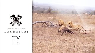 Unforgettable Encounter 5 Lions Ambush One Hyena [upl. by Aninahs]