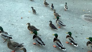 Wood Ducks Return [upl. by Philipp120]