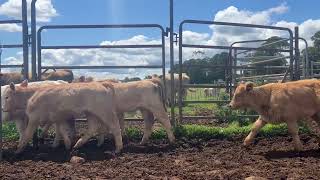 17 Charolais Cows amp Calves [upl. by Ellivnarg565]