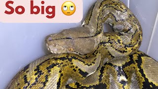 Huge Female reticulated Python snake reptiles snake animals nature [upl. by Ellinnet]