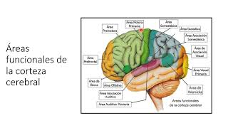 Áreas funcionales de la corteza cerebral y vías sensitivas y motoras [upl. by Ki]