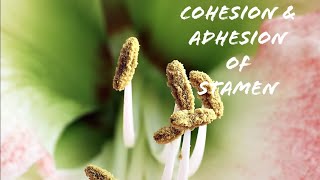 Cohesion amp Adhesion of Stamen l explained in english [upl. by Naillig467]