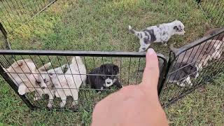 Border Collie puppies for sale in Alabama  Jinxs Litter First video [upl. by Quiteri]