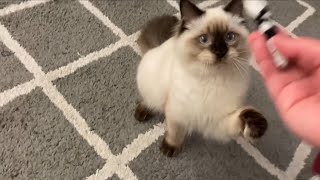 Playing fetch with a ragdoll cat  Cleo’s brother Pudge [upl. by Iahc]