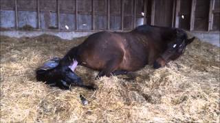 Mare giving birth to all Black stud colt [upl. by Gretna]