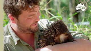 A Rescued Baby Echidna gets Released  Wildlife Warrior Missions [upl. by Fini]