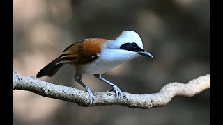 Whitecrested Laughingthrush 白冠噪鶥 [upl. by Citron]