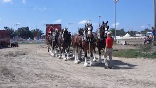 Budweiser Clydesdales  The Sandusky County Fair 2022 [upl. by Natty579]