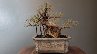 defoliating and pruning Ficus Bonsai Ficus microcarpa [upl. by Smith]