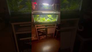 20 Gallon Long Aquarium CO2 Injected Growth Update [upl. by Huskey615]