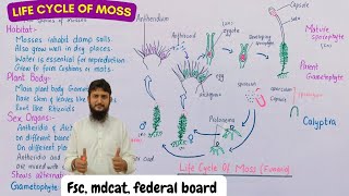 life cycle of moss class 11 [upl. by Burnard]