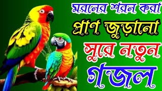 Bangla new gojolbangla gozolislamic best songmoroner shoron kora gojol [upl. by Buchalter]