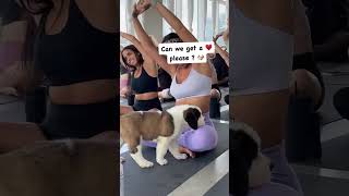 Cute Puppy Shorts 🐶 Saint Bernard Puppy  So Cute  dogsofyoutube dogsofinstagram doglover [upl. by Oknuj123]