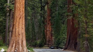 Árvores gigantescas  As Sequoias impressionantes  IncrívelSaberIsso [upl. by Valerye]