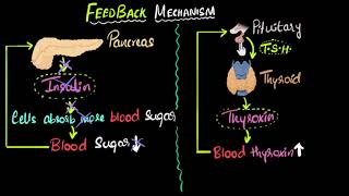 Hormone feedback mechanism  Control amp Coordination  Biology  Khan Academy [upl. by Onairda]