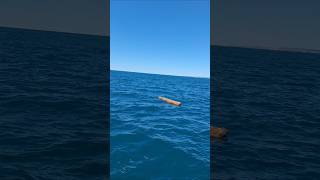 Finding Floating Debris usually brings the Kingfish fishing newzealand oceanfishing [upl. by Nerrak]