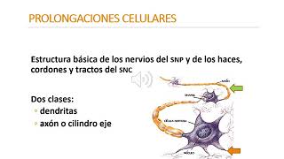 Tejido Nervioso  Histologia UCA [upl. by Swirsky]