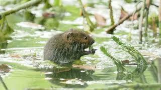 Water Vole at RSPB Fowlmere June 2024 4k [upl. by Submuloc]