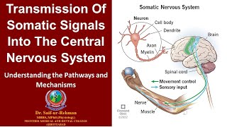 Transmission of somatic signals into the central nervous system [upl. by Jenesia]