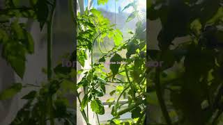 Finally  Happy tomato tree 🌳 indoor 7 [upl. by Iran]