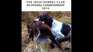 201415 Irish AV Spaniel Championship held at Glenarm Ireland [upl. by Rozanna]