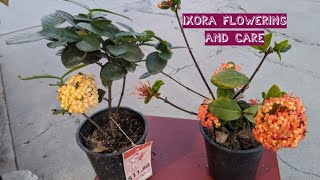 Ixora Flowering and Care [upl. by Samuele219]