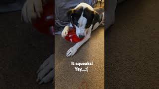 Caveat Emptor Missed the squeaker It tuckered him out though Troy dogtoys squeakertoys [upl. by Yand]