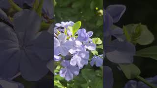 Plumbago splendida fioritura💐🪻☘️🪷🌸fiori giardinofiorito [upl. by Droffig]