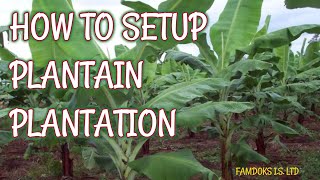 How to set up Plaintain Plantation Part 1 [upl. by Ardenia652]