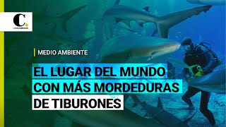 ¿Sabe cuál es el lugar del mundo donde más atacan los tiburones  El Colombiano [upl. by Alleroif]