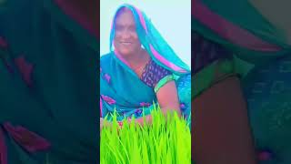 🌾dhani ropaniya Kara na ankushraja ka song bhojpuri song [upl. by Nnairrehs393]