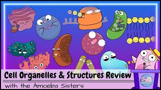 Cell Organelles and Structures Review [upl. by Odel]