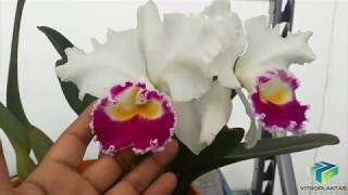 Germinación de semillas de orquídeas Cattleya in vitro en medio de cultivo [upl. by Prunella]