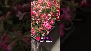 Adubos Orgânicos para Rosa do Deserto plantas planta jardinagem [upl. by Crofton]