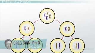 Meiosis II Equational Cell Division [upl. by Holmann]